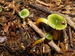 Gliophorus psittacinus