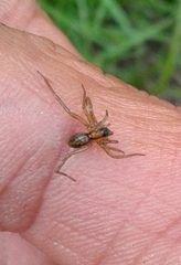 Lycosidae