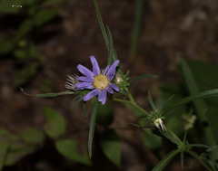 Eurybia hemispherica