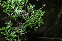 Psychotria daphnoides