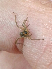 Lycosidae