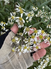 Doellingeria umbellata