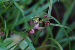 Hyla japonica