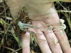 Mycena galericulata