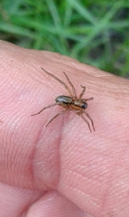 Lycosidae