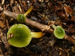 Gliophorus psittacinus