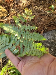 Dryopteris expansa