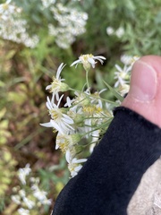 Doellingeria umbellata