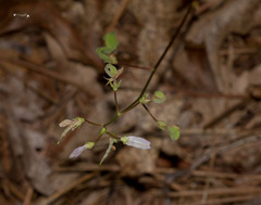 Desmodium rotundifolium