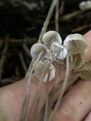 Mycena galericulata