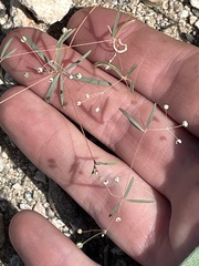 Hypertelis umbellata