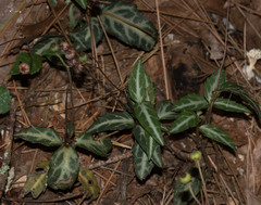Chimaphila maculata