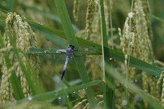 Orthetrum albistylum speciosum