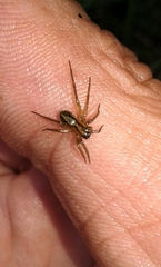Lycosidae