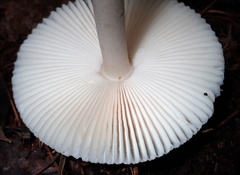 Amanita vaginata alba