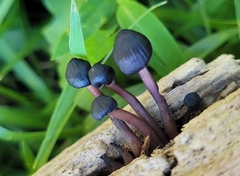 Mycena