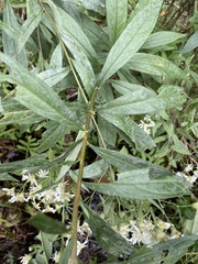 Doellingeria umbellata