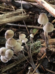 Mycena galericulata