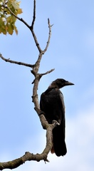 Corvus