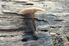 Arrhenia epichysium