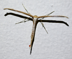 Emmelina monodactyla