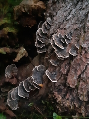 Trametes versicolor image