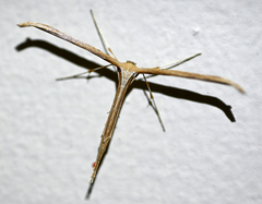 Emmelina monodactyla