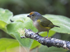 Euphonia xanthogaster