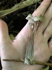 Mycena galericulata