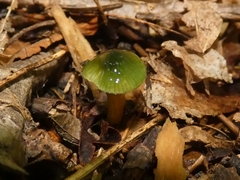 Gliophorus psittacinus