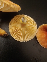 Lactifluus hygrophoroides