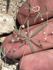 Hypertelis umbellata