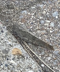 Dissosteira carolina