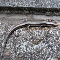 Plestiodon finitimus