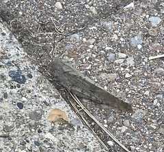 Dissosteira carolina