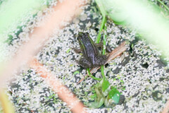 Pelophylax porosus porosus