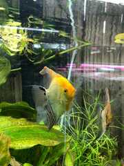 Pterophyllum scalare
