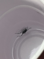 Evania appendigaster