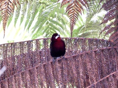 Ramphocelus carbo
