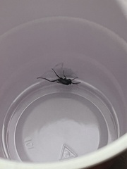 Evania appendigaster