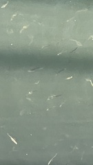 Gasterosteus aculeatus