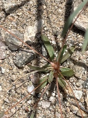 Hypertelis umbellata