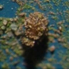 Psocidae