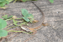 Takydromus tachydromoides