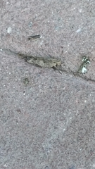 Oedipodinae