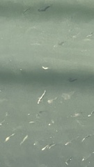 Gasterosteus aculeatus