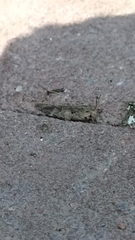 Oedipodinae