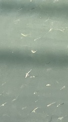 Gasterosteus aculeatus