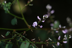Indigofera australis