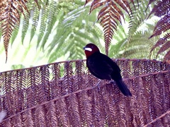 Ramphocelus carbo